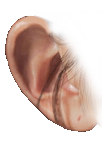 귀 이미지